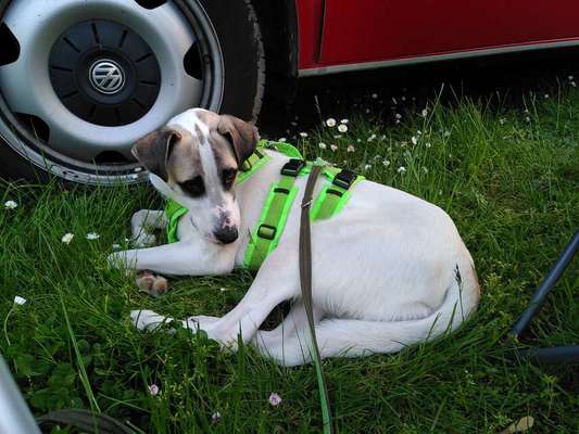 TierschutzhundeStammtisch🐕-Beitrag-Bild