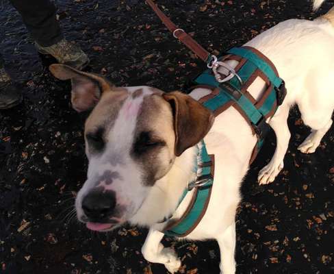 TierschutzhundeStammtisch🐕-Beitrag-Bild