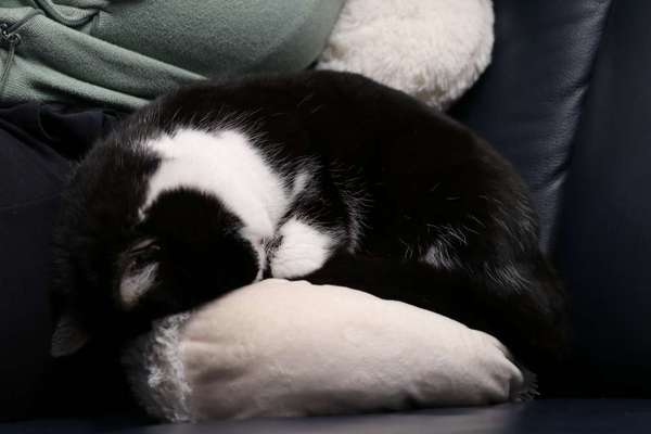 TierschutzhundeStammtisch🐕-Beitrag-Bild