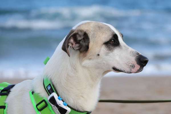 TierschutzhundeStammtisch🐕-Beitrag-Bild