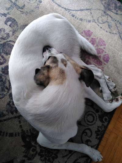 TierschutzhundeStammtisch🐕-Beitrag-Bild