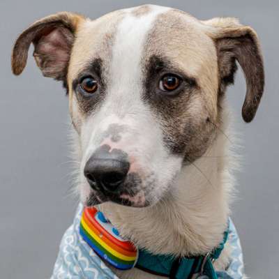 TierschutzhundeStammtisch🐕-Beitrag-Bild