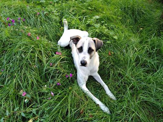 TierschutzhundeStammtisch🐕-Beitrag-Bild