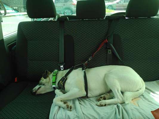 TierschutzhundeStammtisch🐕-Beitrag-Bild