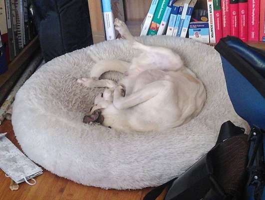 TierschutzhundeStammtisch🐕-Beitrag-Bild