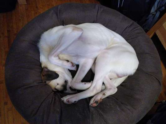 TierschutzhundeStammtisch🐕-Beitrag-Bild