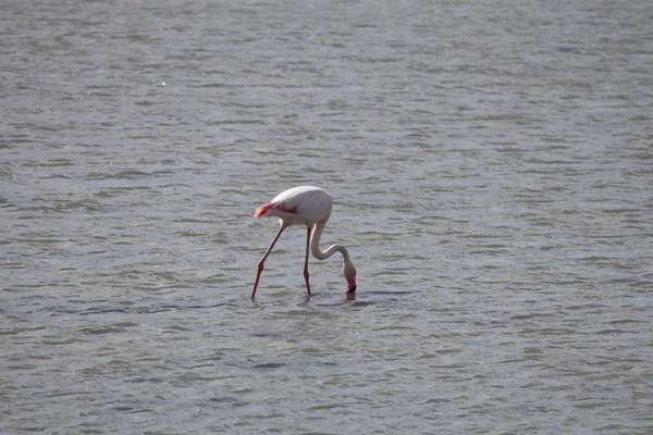 TierschutzhundeStammtisch🐕-Beitrag-Bild
