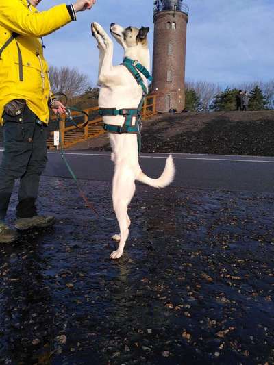 TierschutzhundeStammtisch🐕-Beitrag-Bild