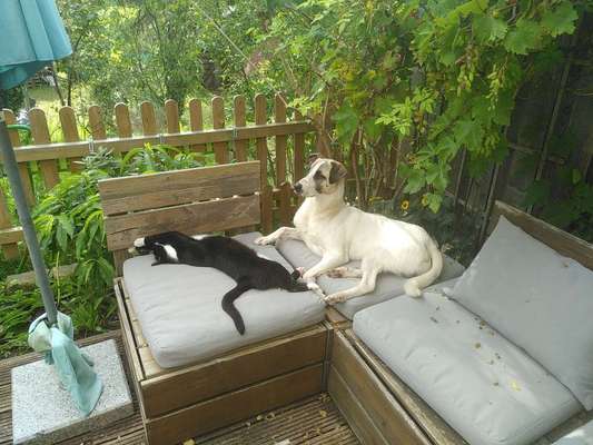 TierschutzhundeStammtisch🐕-Beitrag-Bild