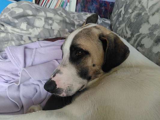 TierschutzhundeStammtisch🐕-Beitrag-Bild