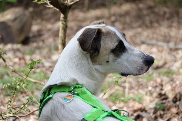 TierschutzhundeStammtisch🐕-Beitrag-Bild