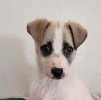 TierschutzhundeStammtisch🐕-Beitrag-Bild