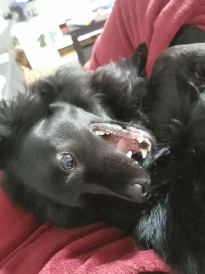 Zeige das lustigste Bild eures Hundis-Beitrag-Bild