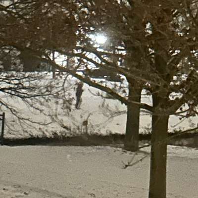 Giftköder-Mögliche Giftköder-Bild