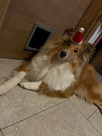 Collies gesucht-Beitrag-Bild