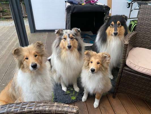 Collies gesucht-Beitrag-Bild
