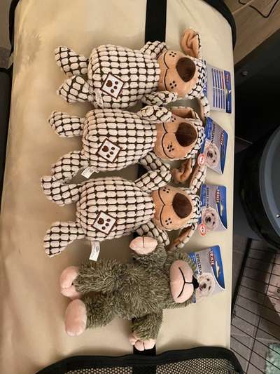 Collies gesucht-Beitrag-Bild