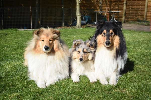 Collies gesucht-Beitrag-Bild