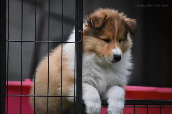 Collies gesucht-Beitrag-Bild