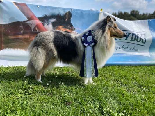 Collies gesucht-Beitrag-Bild