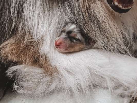 Collies gesucht-Beitrag-Bild