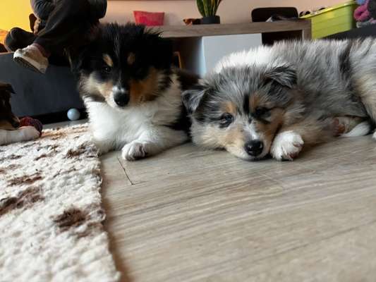 Collies gesucht-Beitrag-Bild