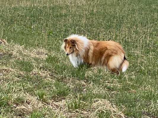 Collies gesucht-Beitrag-Bild