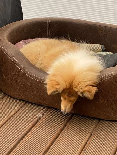 Collies gesucht-Beitrag-Bild