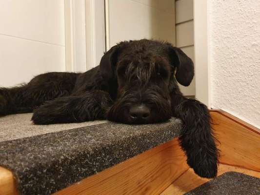 Wo sind die Riesenschnauzer?-Beitrag-Bild