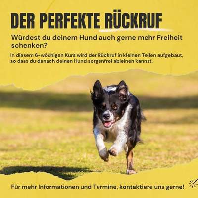 Giftköder-Rückruf-Kurs "Der perfekte Rückruf"-Bild