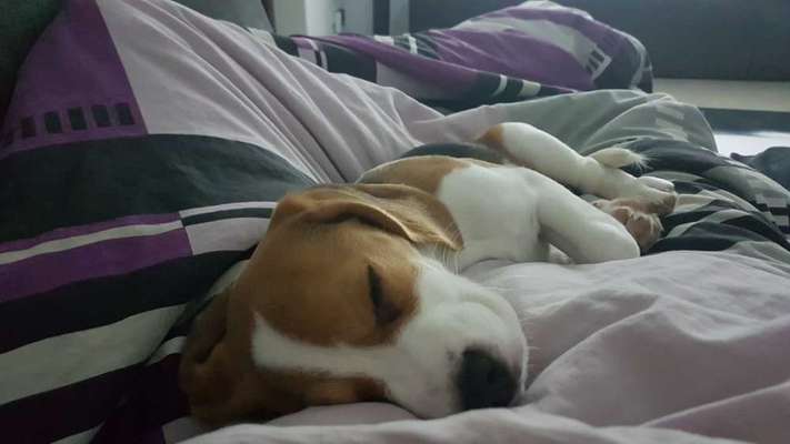 Challenge Nr 14
Eure Fellnasen auf ihrem Lieblingsplatz-Beitrag-Bild