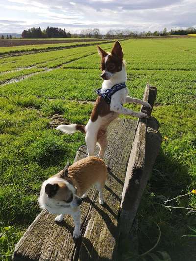 Die Dogorama Monats Challenge "Es grünt und blüht"-Beitrag-Bild