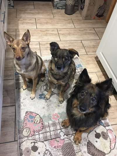 Tierschutzhund ist meine Lieblingsrasse-Beitrag-Bild