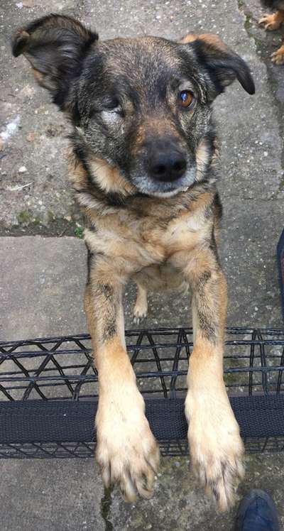 Welche Hunderasse-Beitrag-Bild