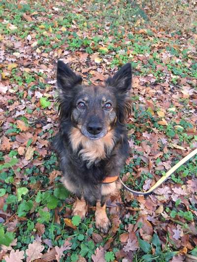 Welche Hunderasse-Beitrag-Bild