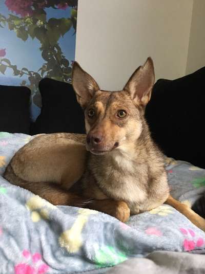 Welche Hunderasse-Beitrag-Bild