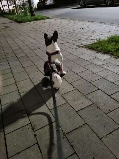 Hundetreffen-Gassirunde mit lotti-Bild