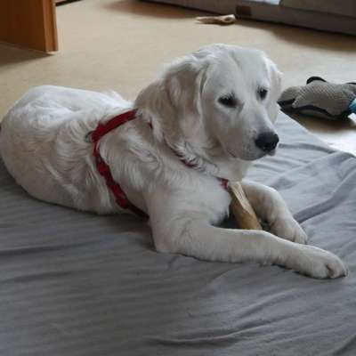 aktuelles Foto Gruppe Golden Retriever