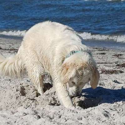 aktuelles Foto Gruppe Golden Retriever