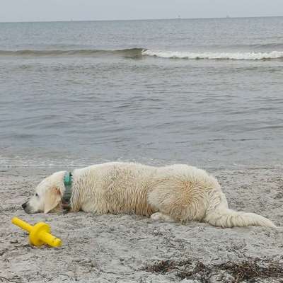 aktuelles Foto Gruppe Golden Retriever