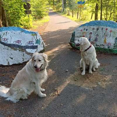 aktuelles Foto Gruppe Golden Retriever