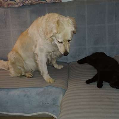 aktuelles Foto Gruppe Golden Retriever