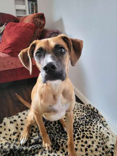 Boxer ???-Beitrag-Bild