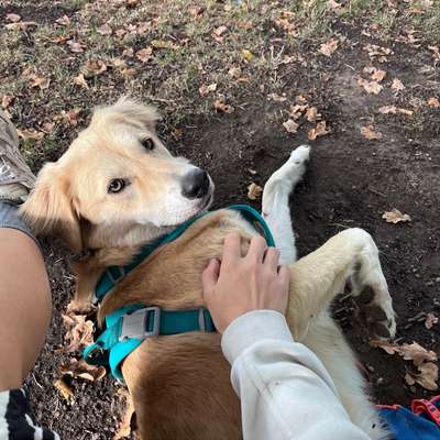 Hundetreffen-Social Walk und freundliche Hundekontakte gesucht-Bild