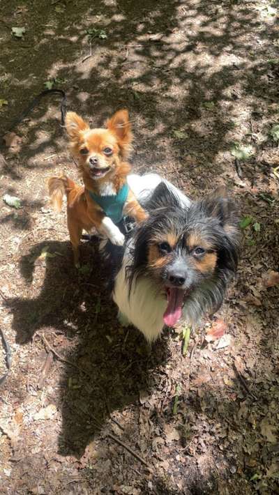 Hundetreffen-Gassipartner gesucht – für gemeinsame Spaziergänge & Spielzeit!-Bild