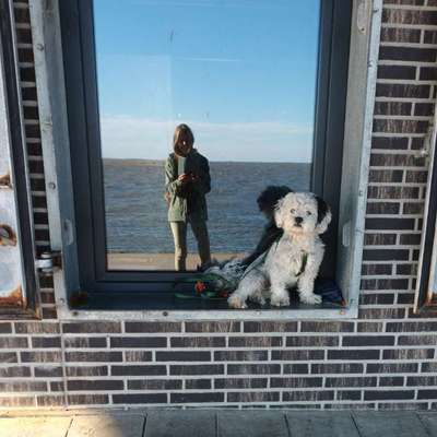 Hundetreffen-Hundespaziergänge-Bild