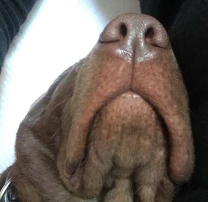 Zeigt her eure Hundenasen-Beitrag-Bild