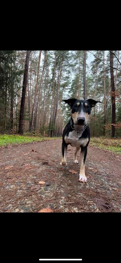 Hundetreffen-Spaziergang an der Leine ( Frustrationstoleranz üben)-Bild