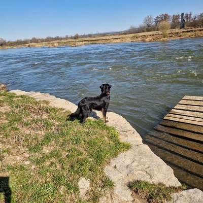 Hundetreffen-Spazieren gehen und Playdate-Bild