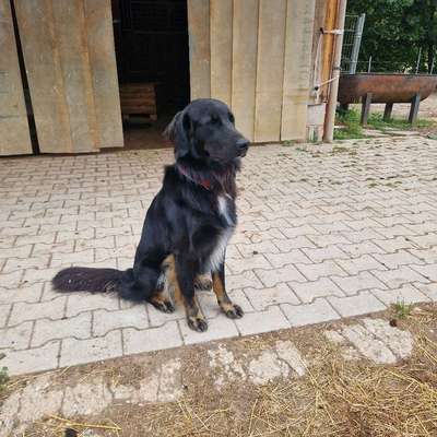 Hundetreffen-Hundespaziergang,  Spielspaziergang-Bild